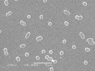 Klebsiella inoculum capable of biodegrading residual chlorpyrifos pesticide on surfaces of garden stuffs and soil