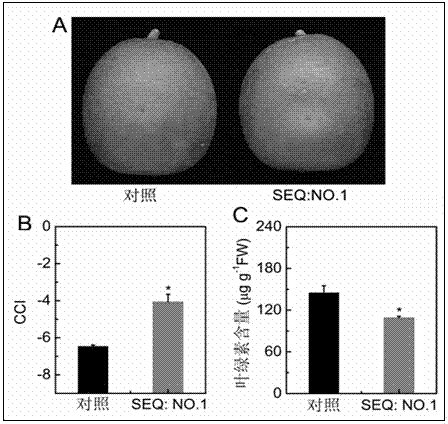 Critical ethylene response factor (ERF) for regulating and controlling orange peel chlorophyll removal and application of critical ERF