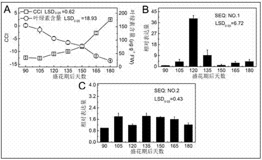 Critical ethylene response factor (ERF) for regulating and controlling orange peel chlorophyll removal and application of critical ERF