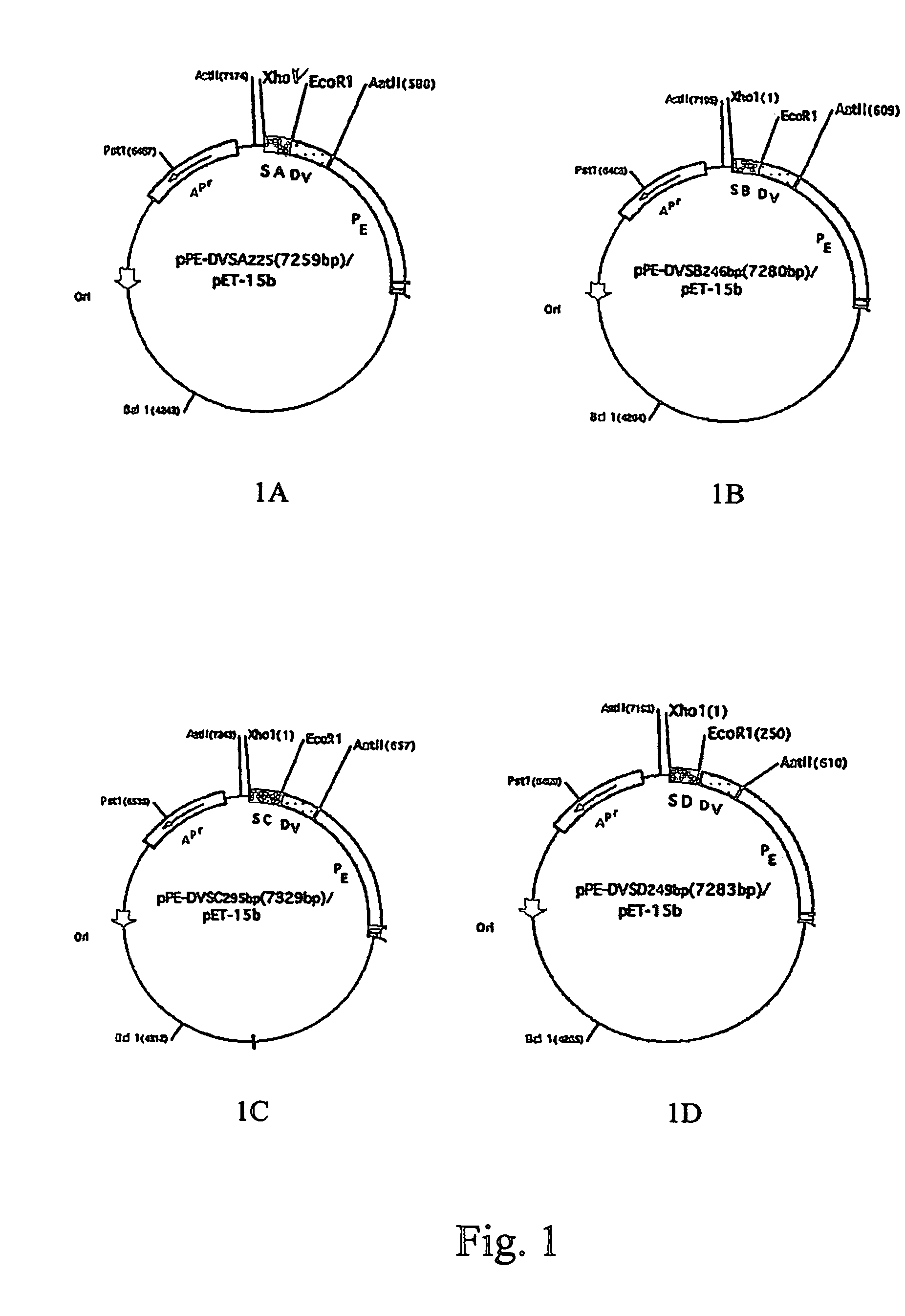 Super-antigen fusion proteins and the use thereof