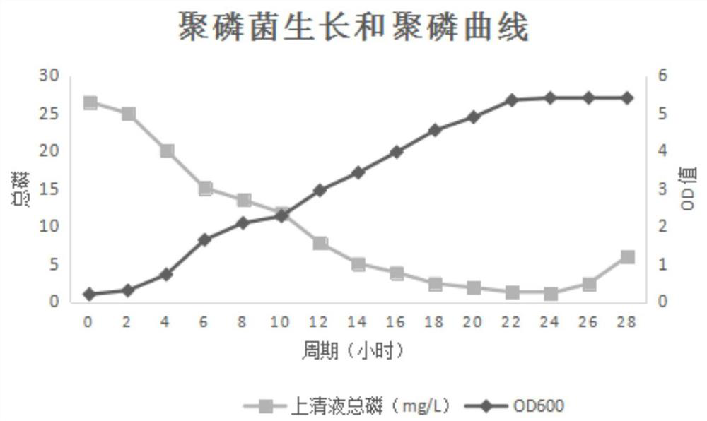 Acinetobacter cl05 and its application in the treatment of phosphorus removal in village and town sewage