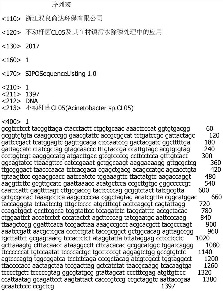 Acinetobacter cl05 and its application in the treatment of phosphorus removal in village and town sewage