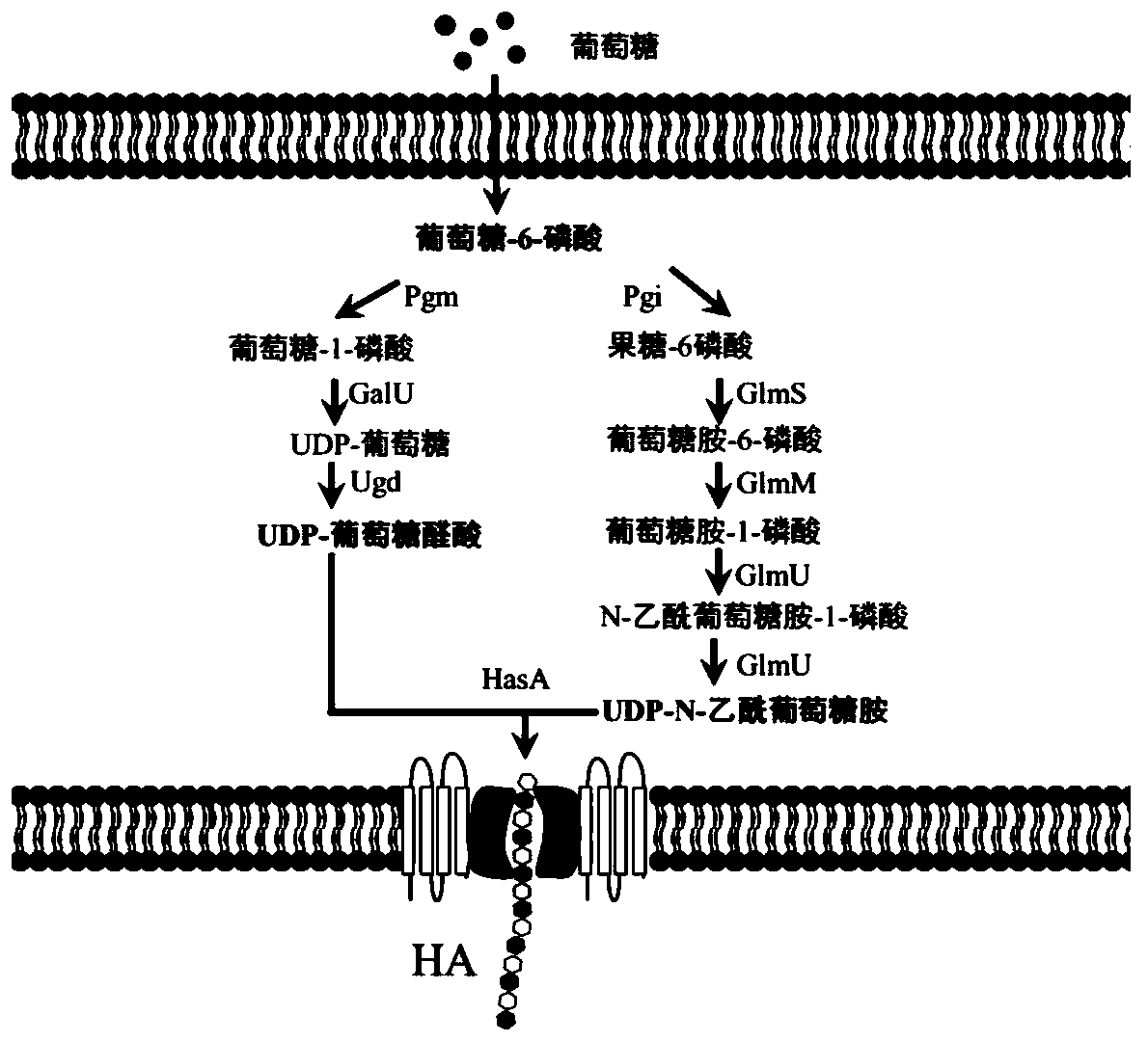 Recombinant corynebacterium glutamicum for efficiently synthesizing high-purity hyaluronic acid and oligosaccharides thereof