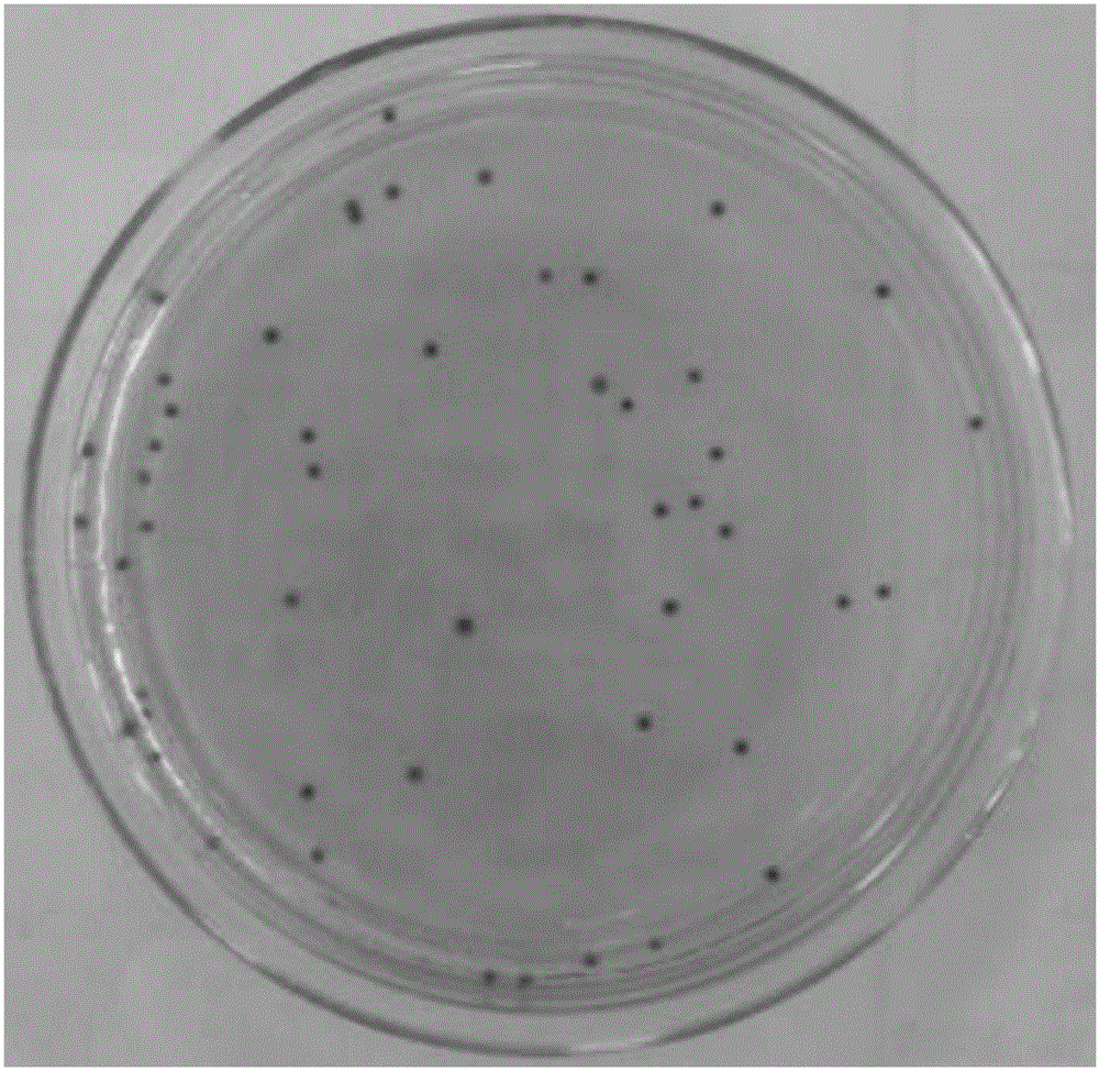 Listeria monocytogenes chromogenic medium and test sheet