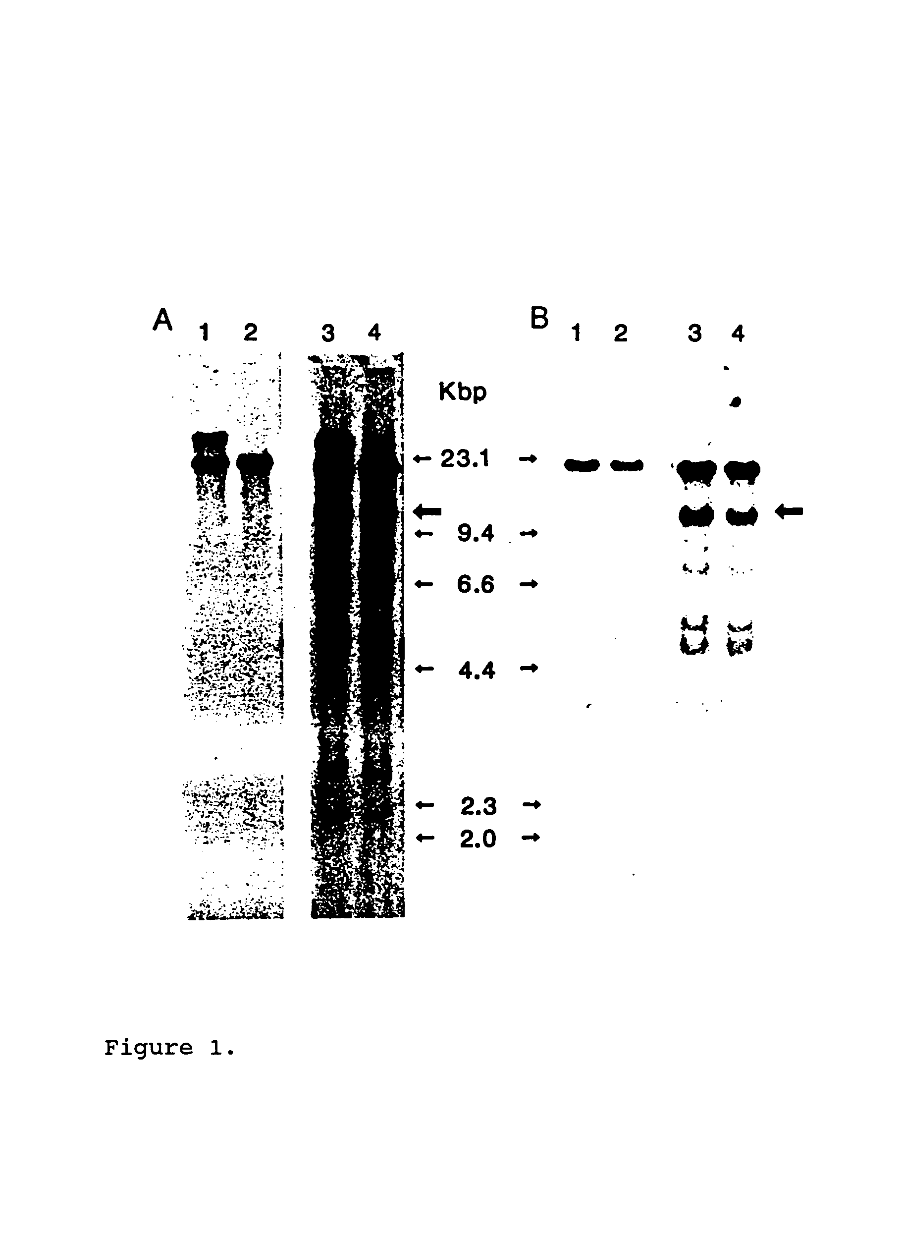 Compositions of alpha platelet derived growth factor receptor nucleic acid and protein and method of making