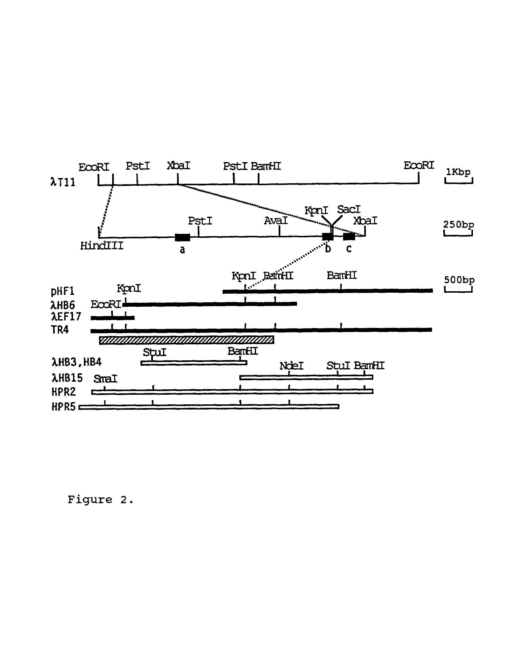 Compositions of alpha platelet derived growth factor receptor nucleic acid and protein and method of making
