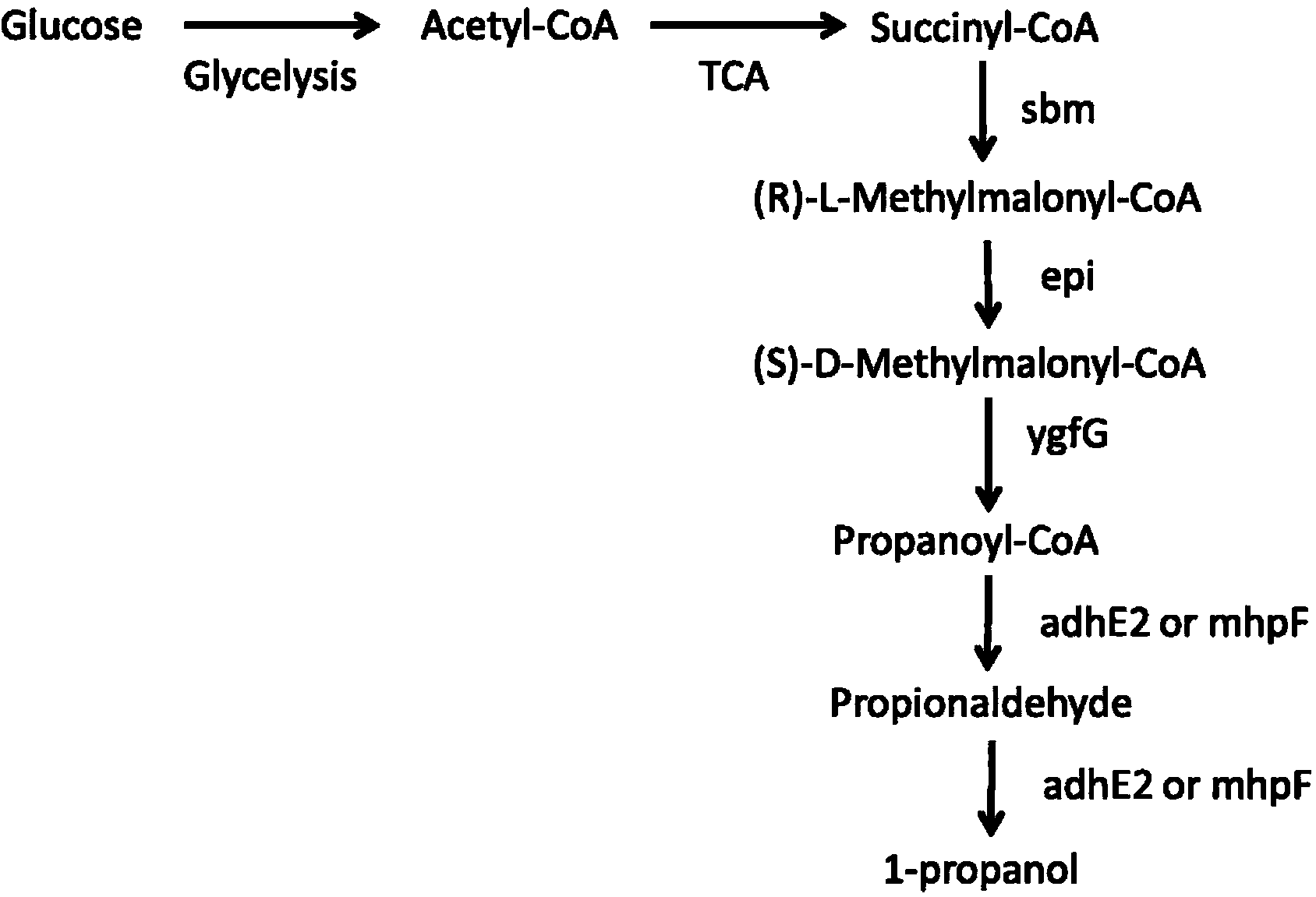 1-propyl-alcohol production microorganism introducing heterologous metabolic pathway and method for producing 1-propyl-alcohol by means of microorganism