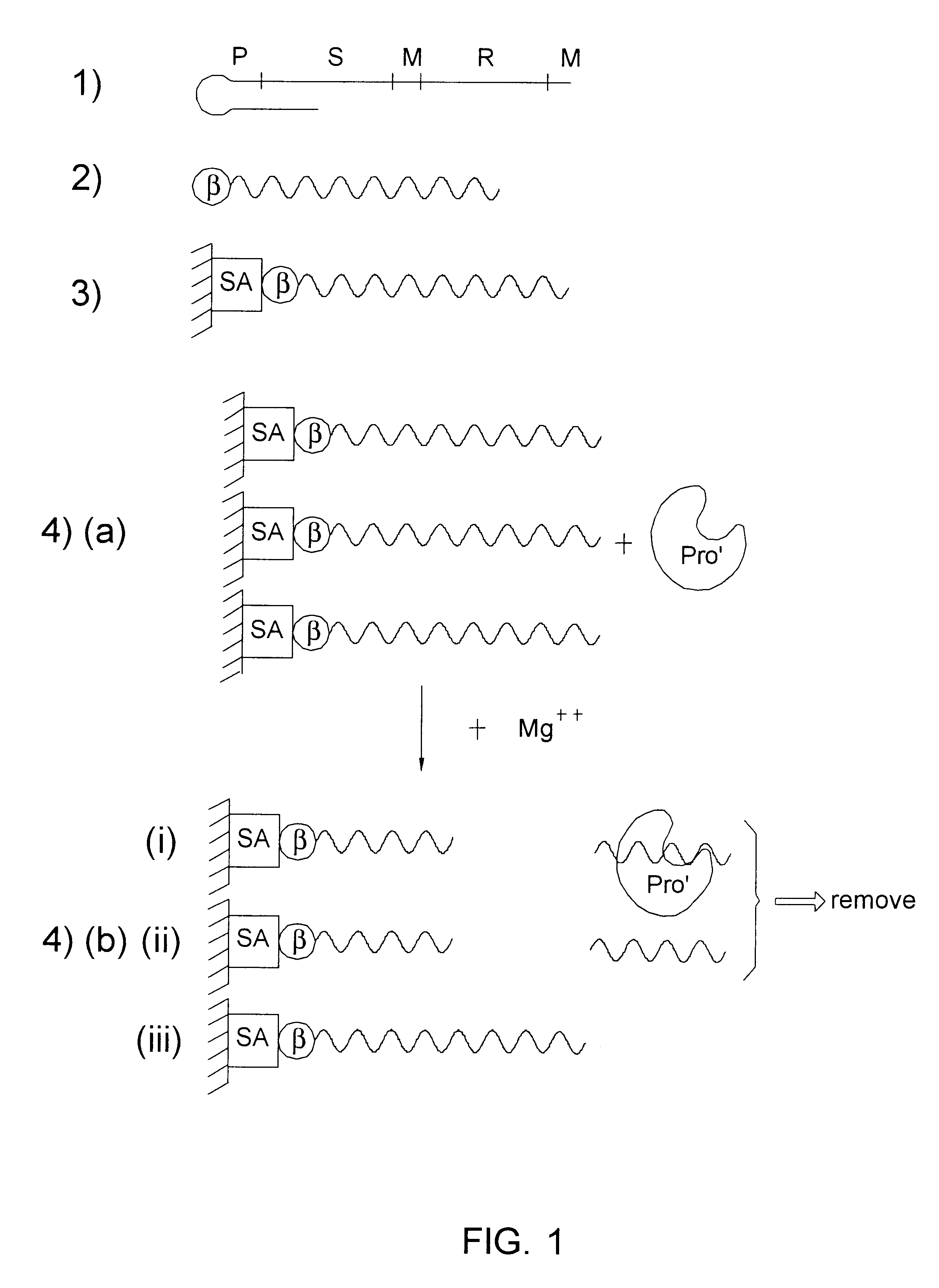 Catalytic nucleic acid and methods of use