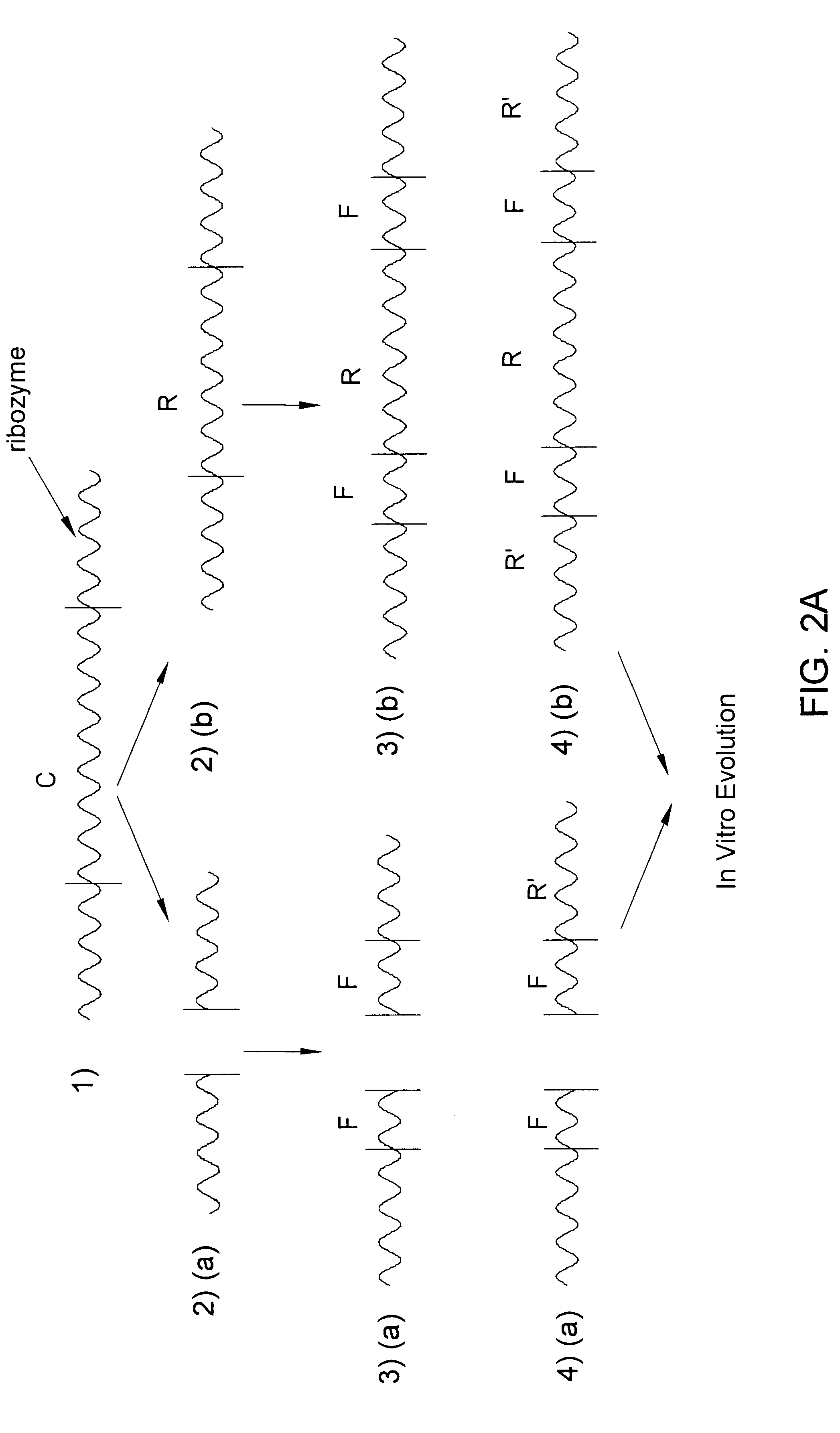 Catalytic nucleic acid and methods of use