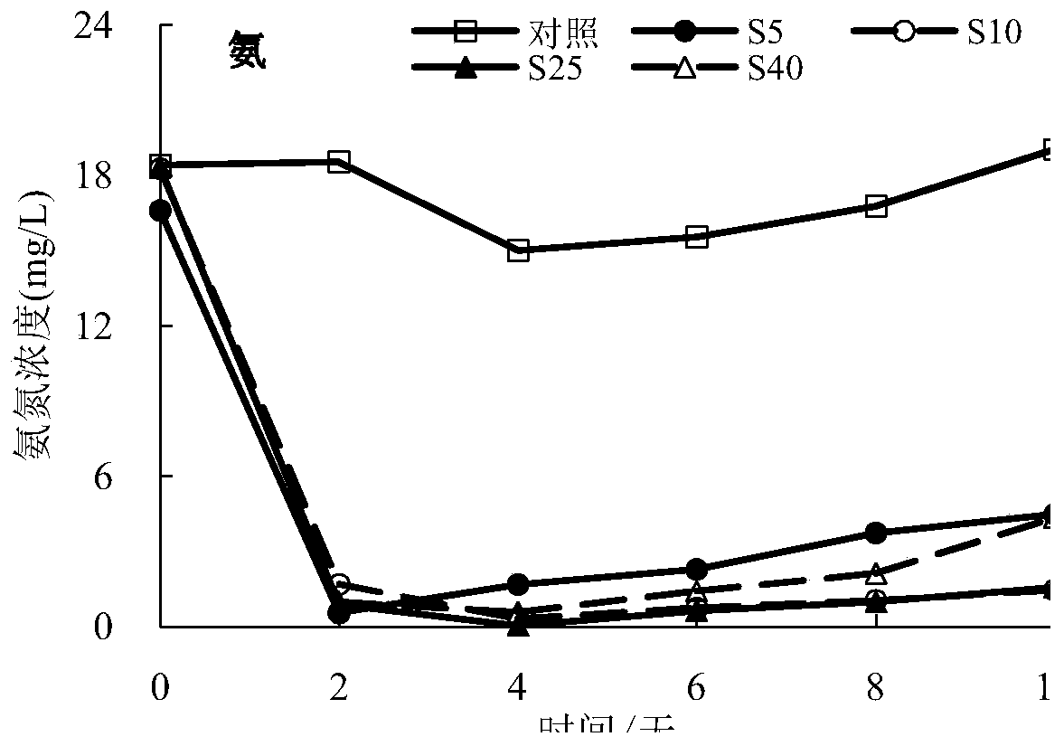 Rhodococcus ruber HDRR1 for purifying inorganic nitrogen and phosphorus in aquaculture tail water of seawater ponds and applications of rhodococcus ruber HDRR1