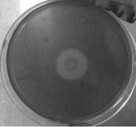High-temperature Streptomyces thermoviolaceus and application of High-temperature Streptomyces thermoviolaceus in cellulose degradation