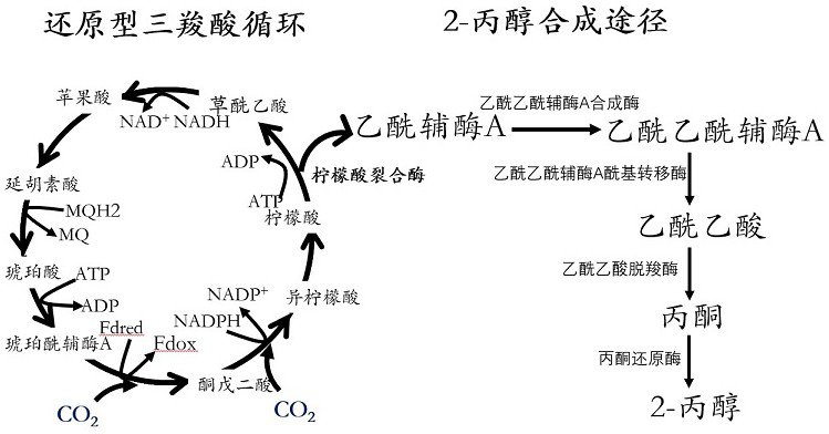 Utilize electrical energy to fix co  <sub>2</sub> And engineering bacteria for synthesizing isopropanol and construction method