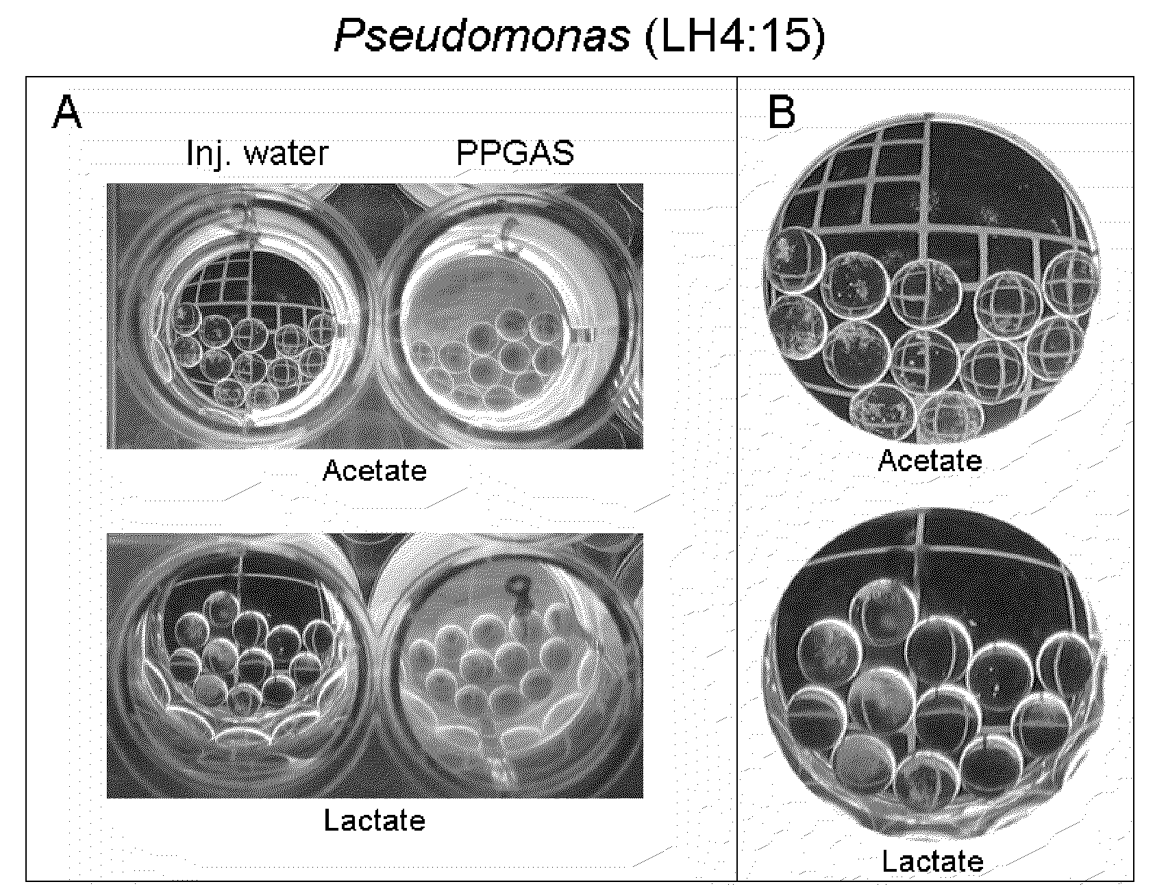 Identification, characterization, and application of pseudomonas stutzeri (lh4:15), useful in microbially enhanced oil release