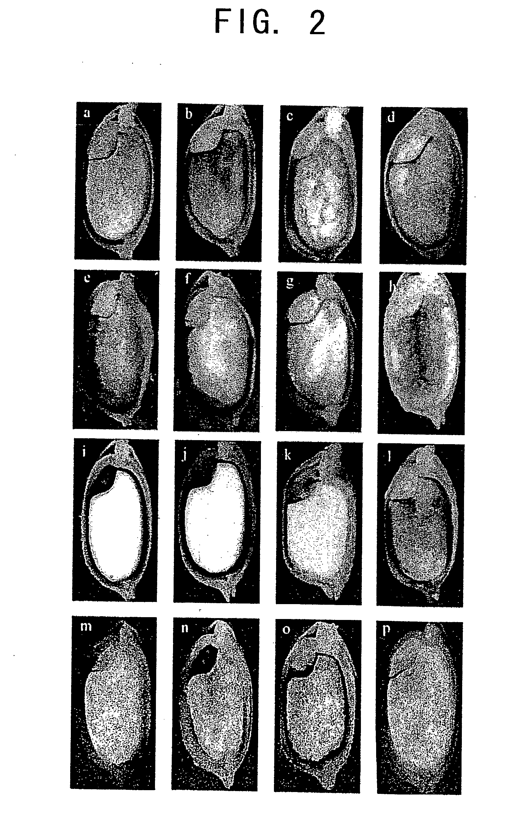 Seed-specific gene promoters and uses thereof
