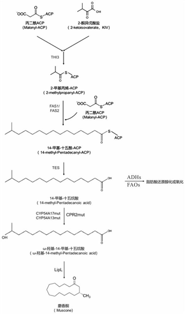 Method for synthesizing muscone in vitro by gene editing yeast