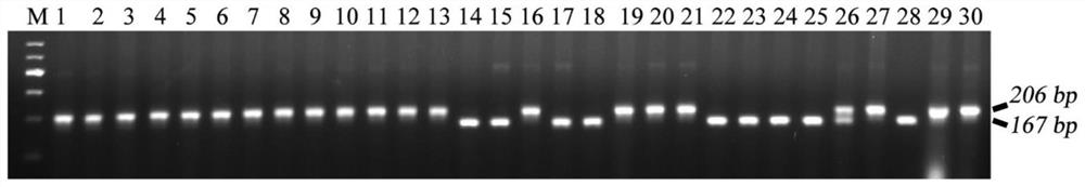 A method for identifying aroma phenotype of rice and its primer pair