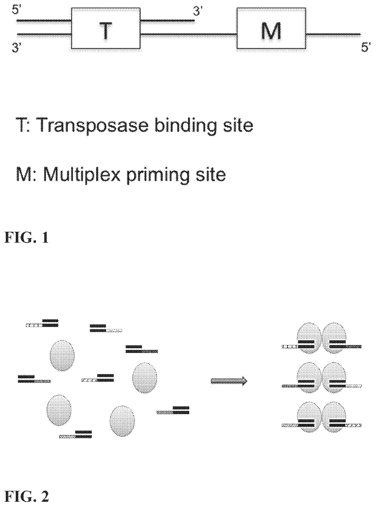 Multiplex End-Tagging Amplification of Nucleic Acids