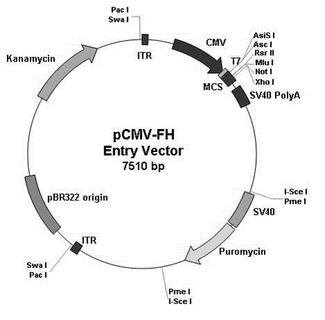 Novel adenovirus vector and production method for same