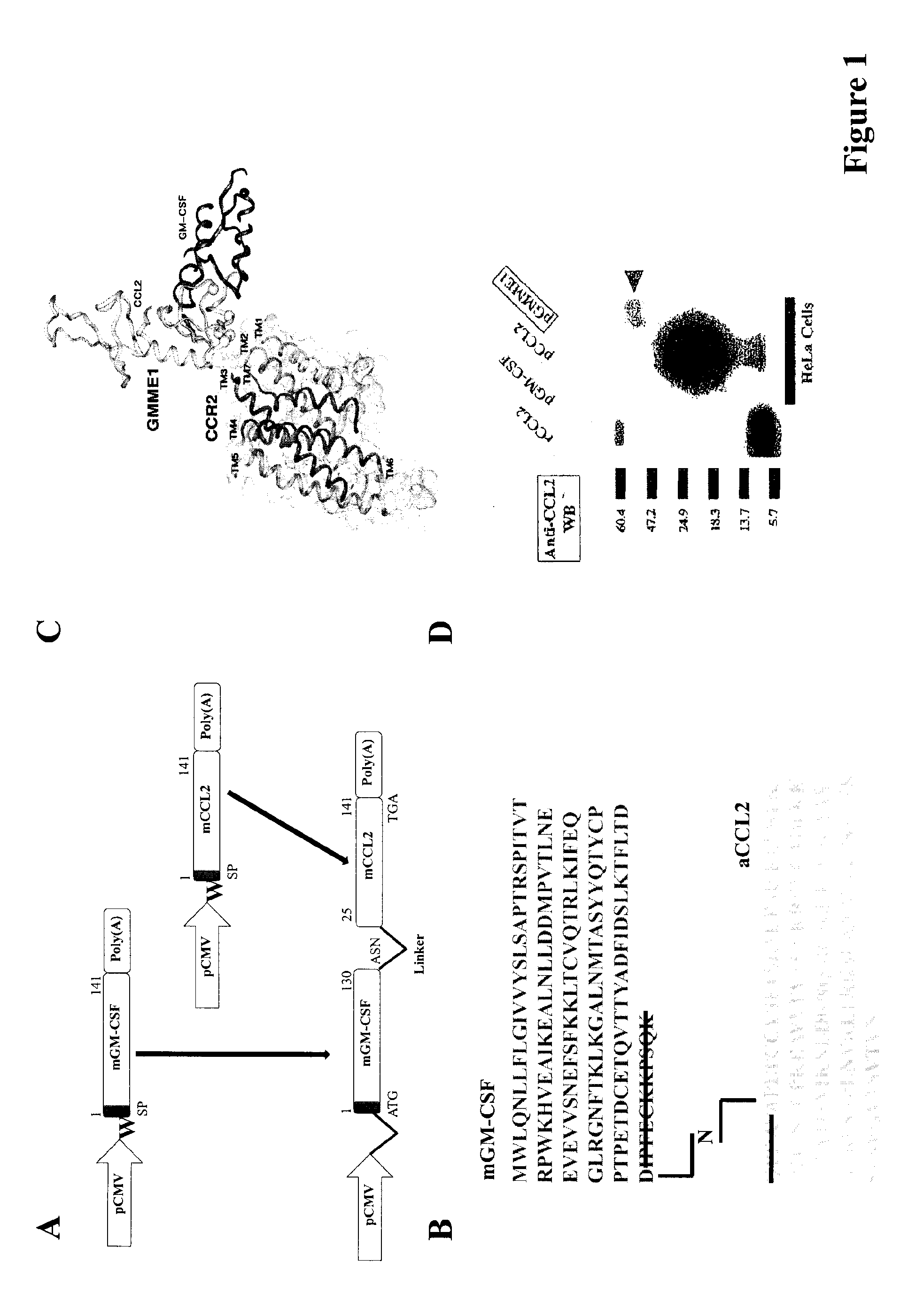 GMCSF and Truncated CCL2 Conjugates and Methods and Uses Thereof