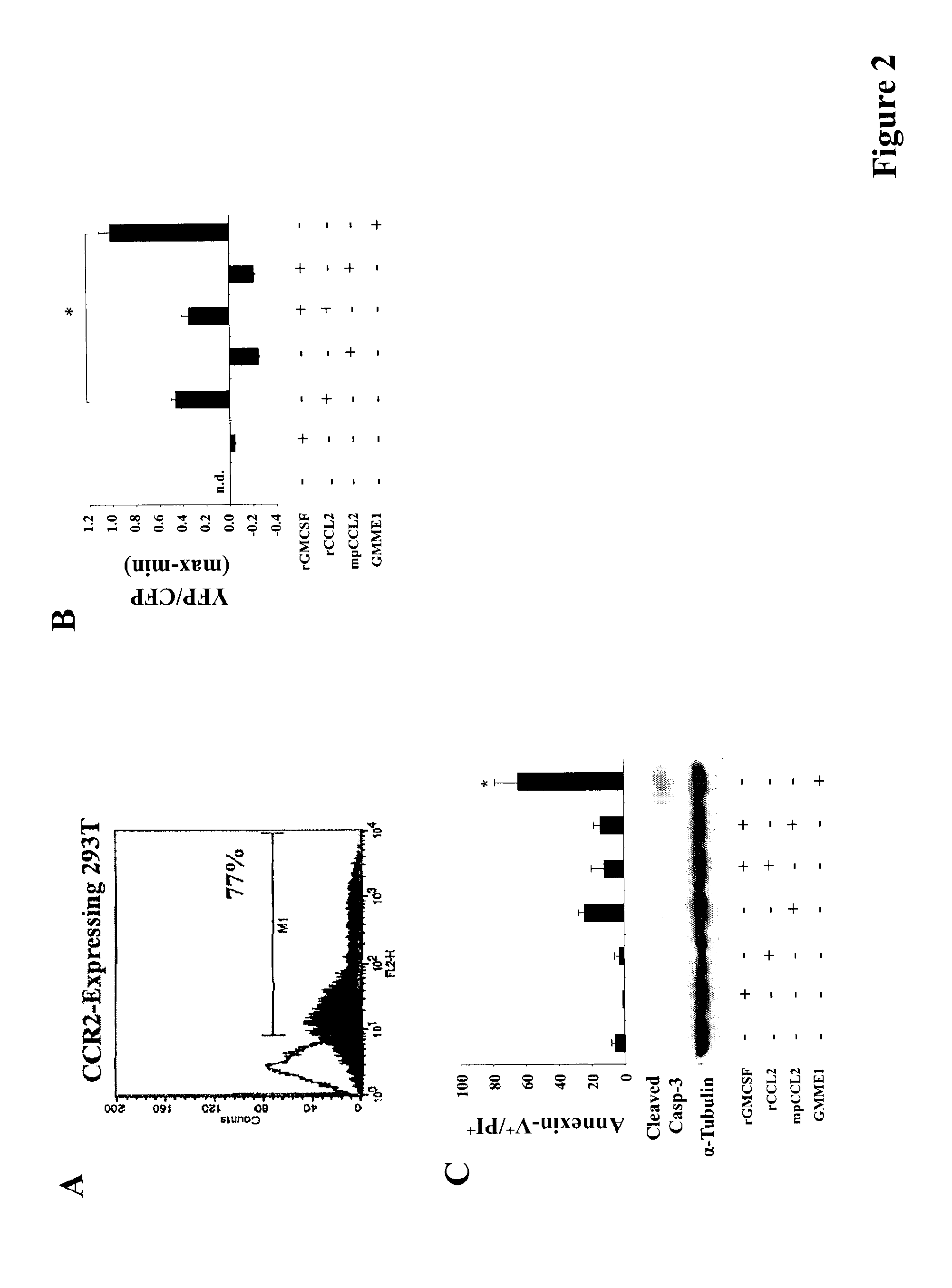 GMCSF and Truncated CCL2 Conjugates and Methods and Uses Thereof