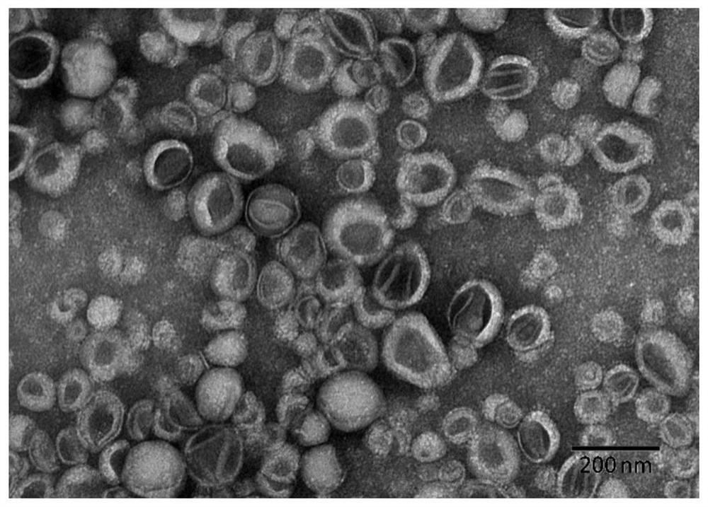 Polypeptide co-modified naringin nanoliposomes for promoting proliferation and osteogenic differentiation of dental pulp stem cells and preparation method and application thereof