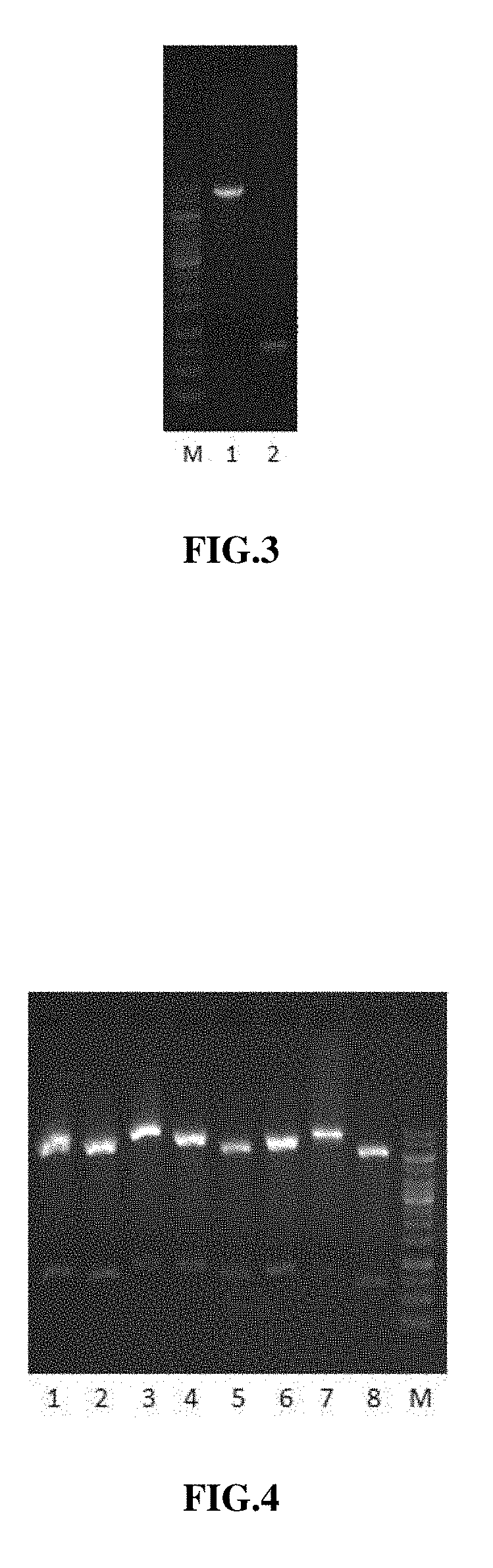 Bi-targeted Mutain MuR5S4TR of TRAIL and Preparation Method and Application Thereof