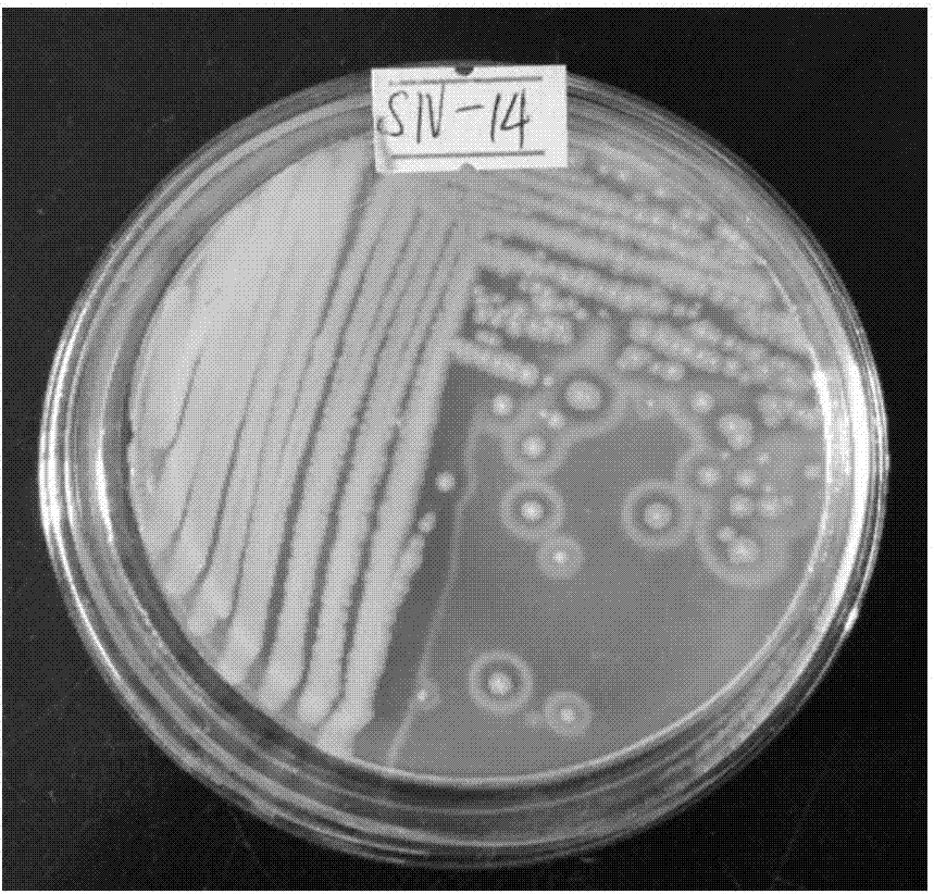 Nattokinase-producing bacillus velezensis strain and application thereof