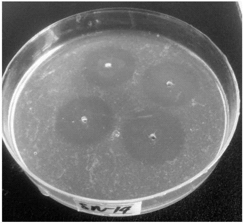 Nattokinase-producing bacillus velezensis strain and application thereof