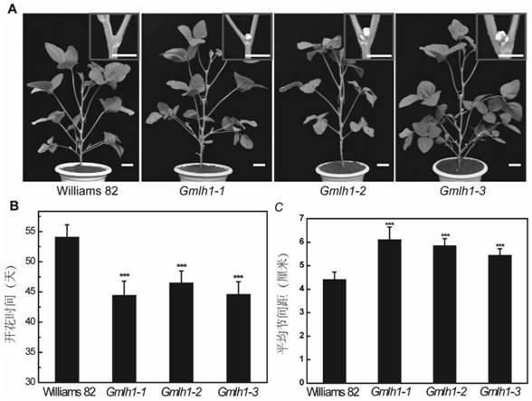 Soybean phytochrome chromophore synthetic gene GmHY2 as well as encoded protein and application thereof