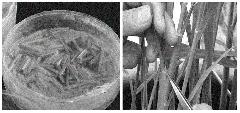 Cultivation of sheath blight-resisting transgenic paddy rice and special vector