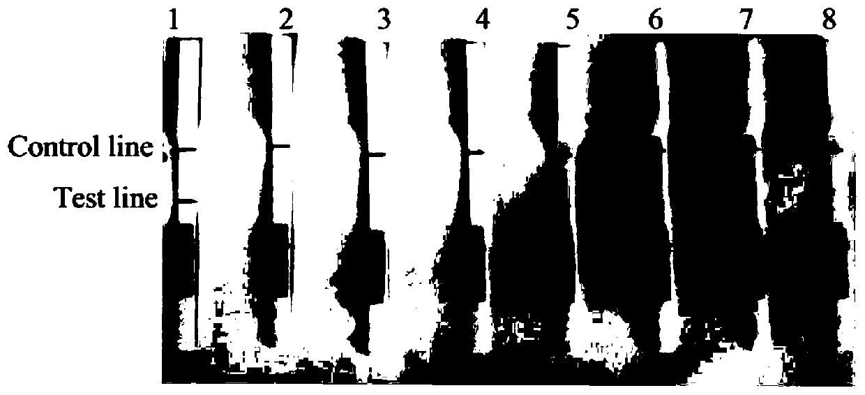 A combination of primers and probes for the detection of Phytophthora syringae based on rpa-lateral flow chromatography and its application