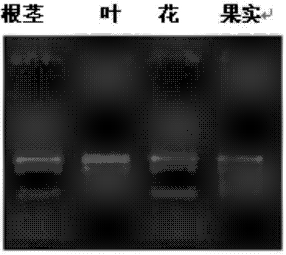 Dammarenediol synthase gene of panax japonicus var and applications thereof