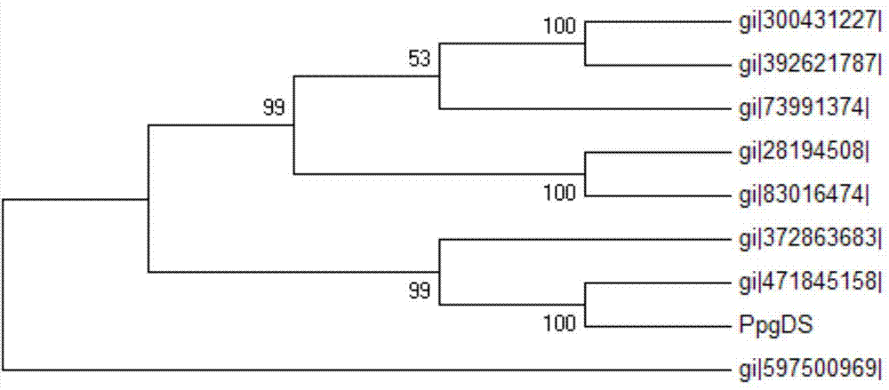 Dammarenediol synthase gene of panax japonicus var and applications thereof