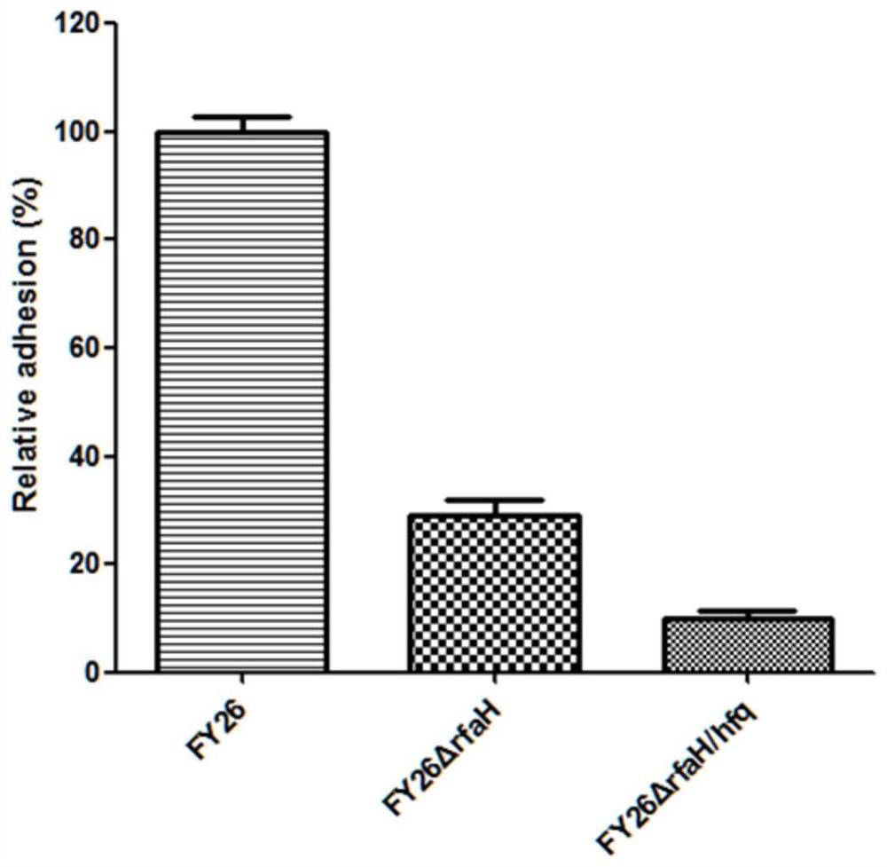 APEC (avian pathogenic E .coli) double-gene rfaH and hfq deleted strain and attenuated vaccine