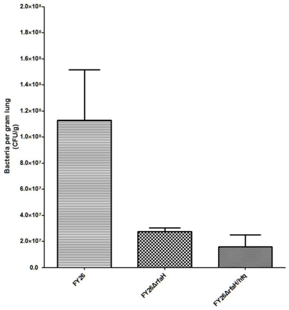 APEC (avian pathogenic E .coli) double-gene rfaH and hfq deleted strain and attenuated vaccine