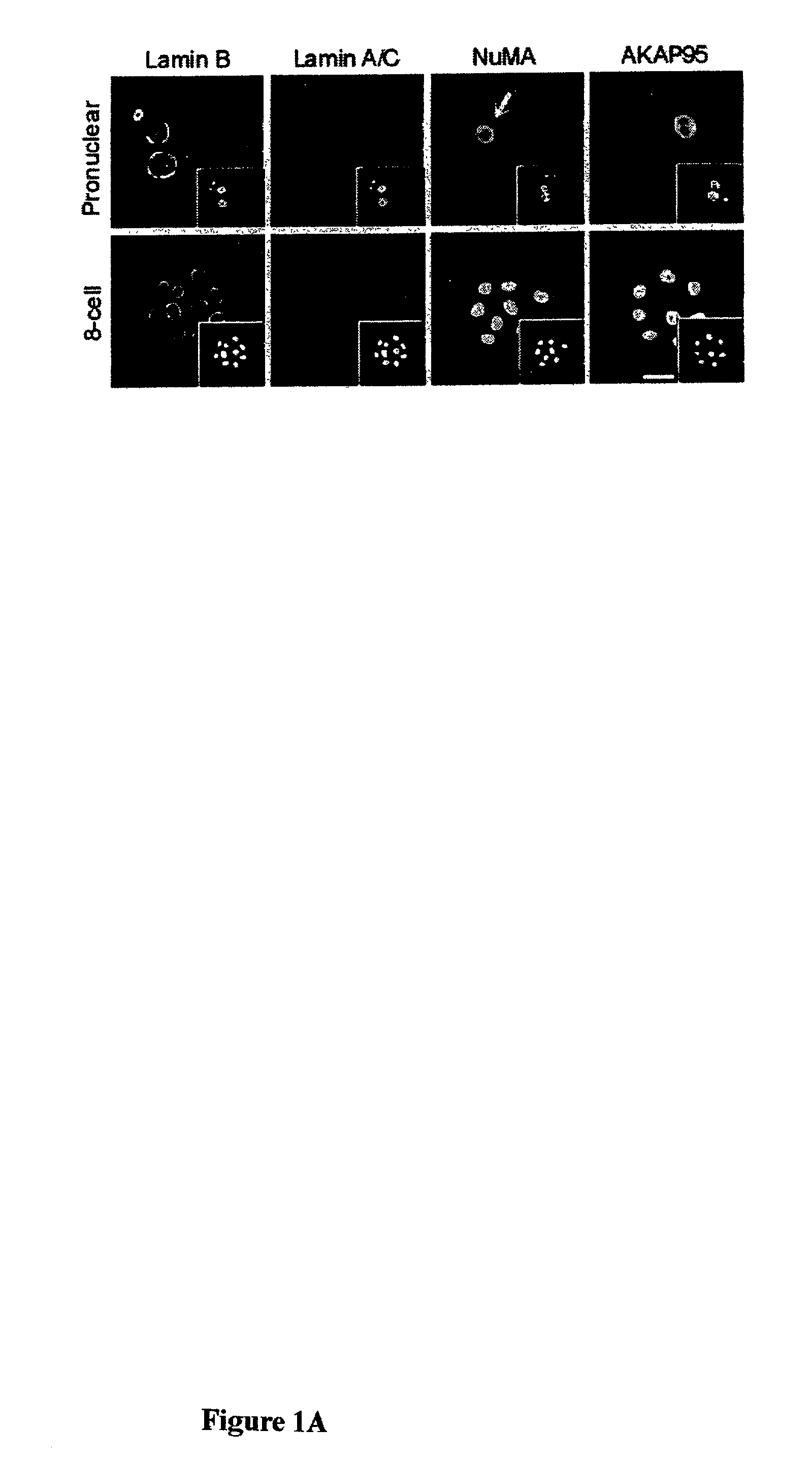 Methods for cloning non-human mammals using reprogrammed donor chromatin or donor cells
