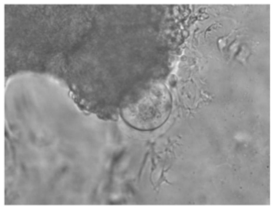 Artificial ovarian stent constructed by utilizing 3D biological printing technology, artificial ovary, construction method and application