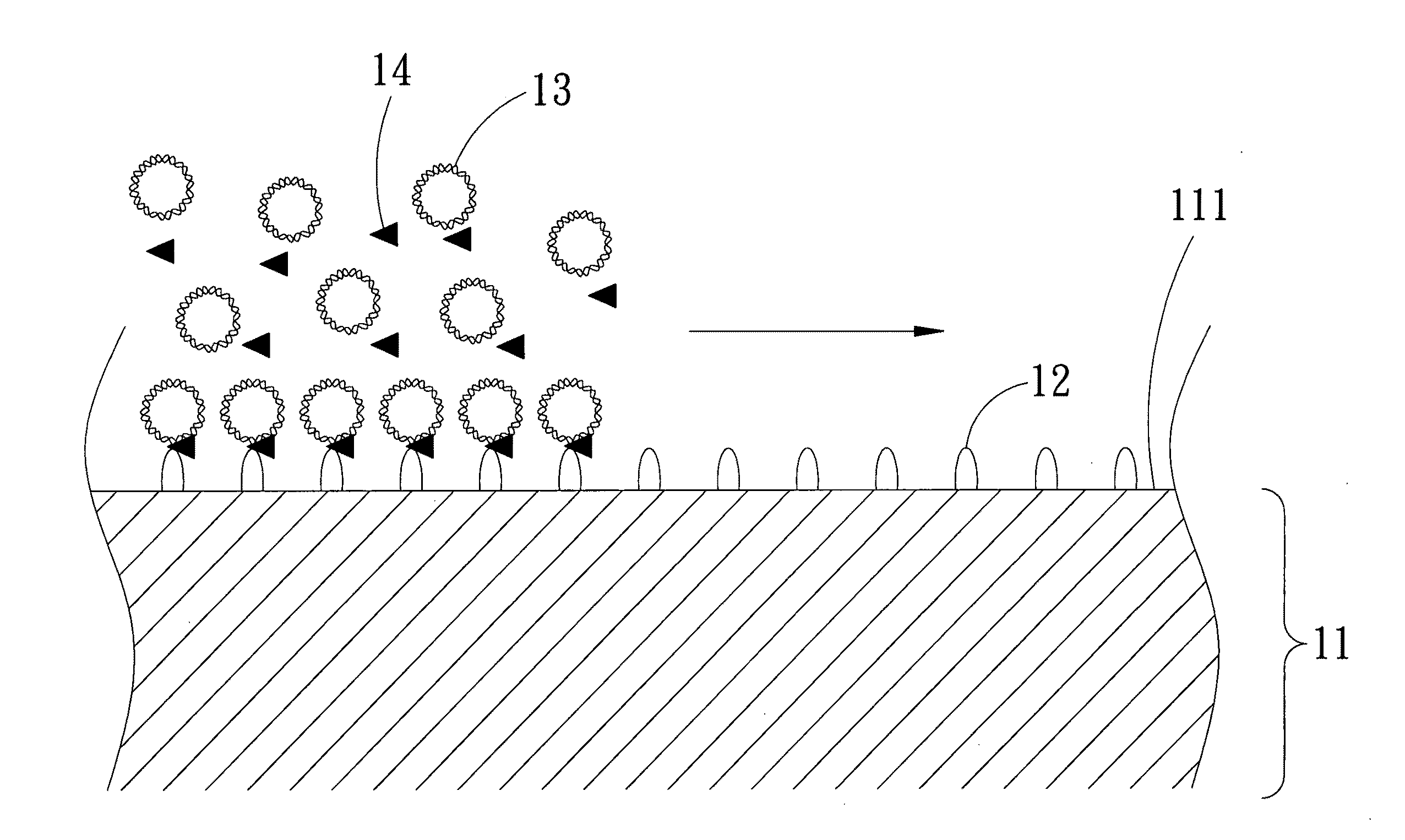 Sensor chip for screening topoisomerase inhibitor and screening method thereof