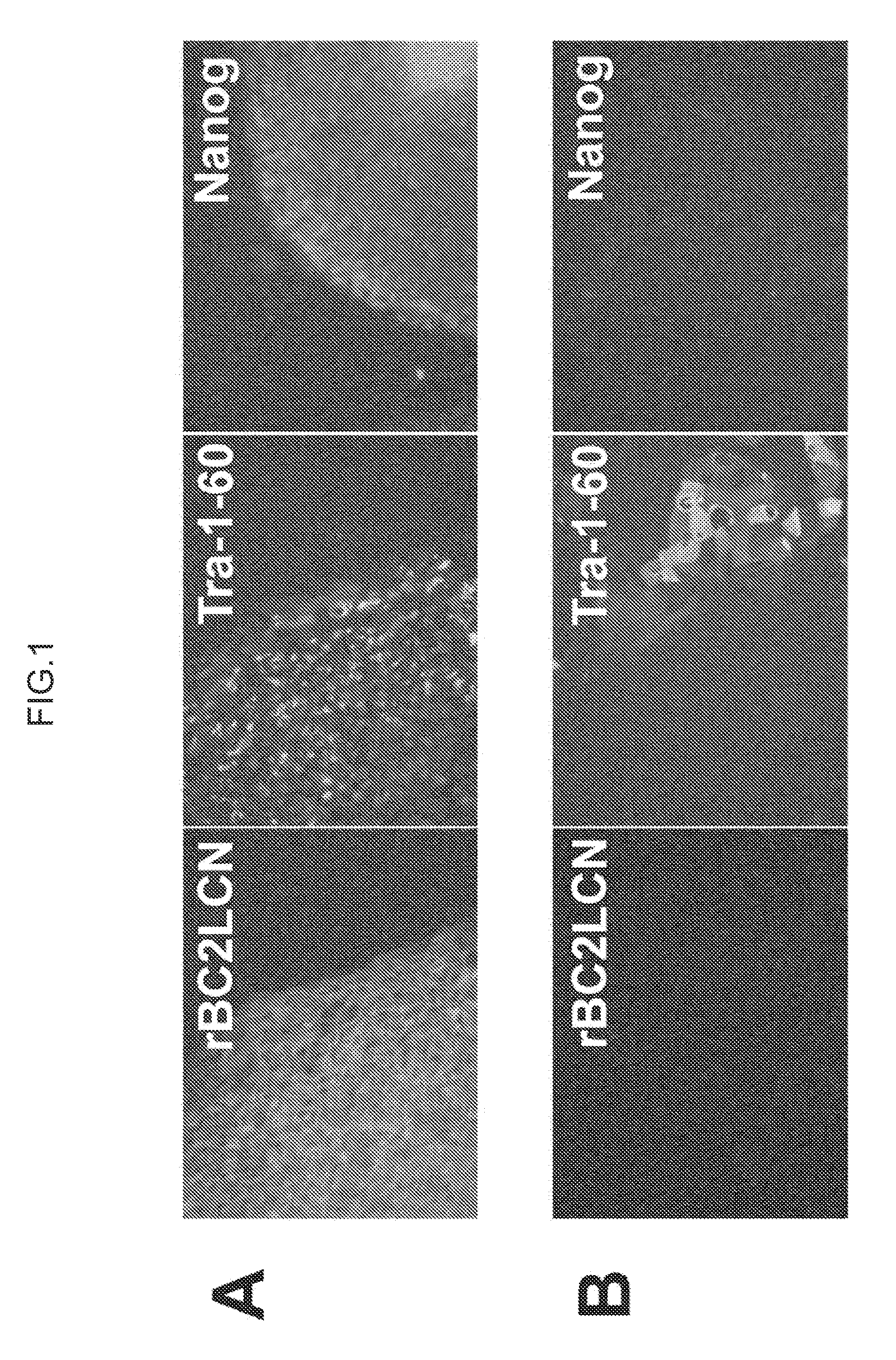 Cell differentiation assay method, cell isolation method, method for producing induced pluripotent stem cells, and method for producing differentiated cells