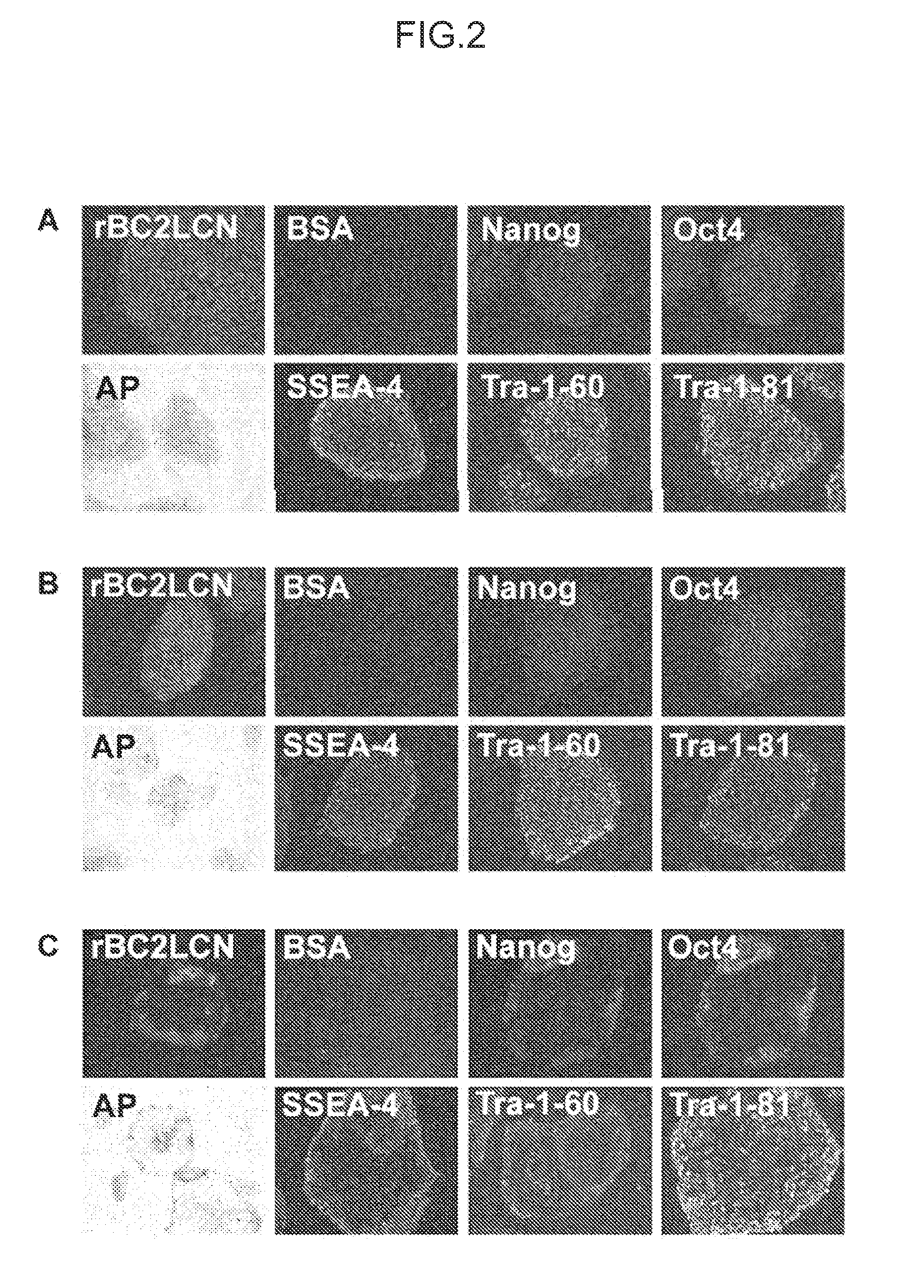 Cell differentiation assay method, cell isolation method, method for producing induced pluripotent stem cells, and method for producing differentiated cells