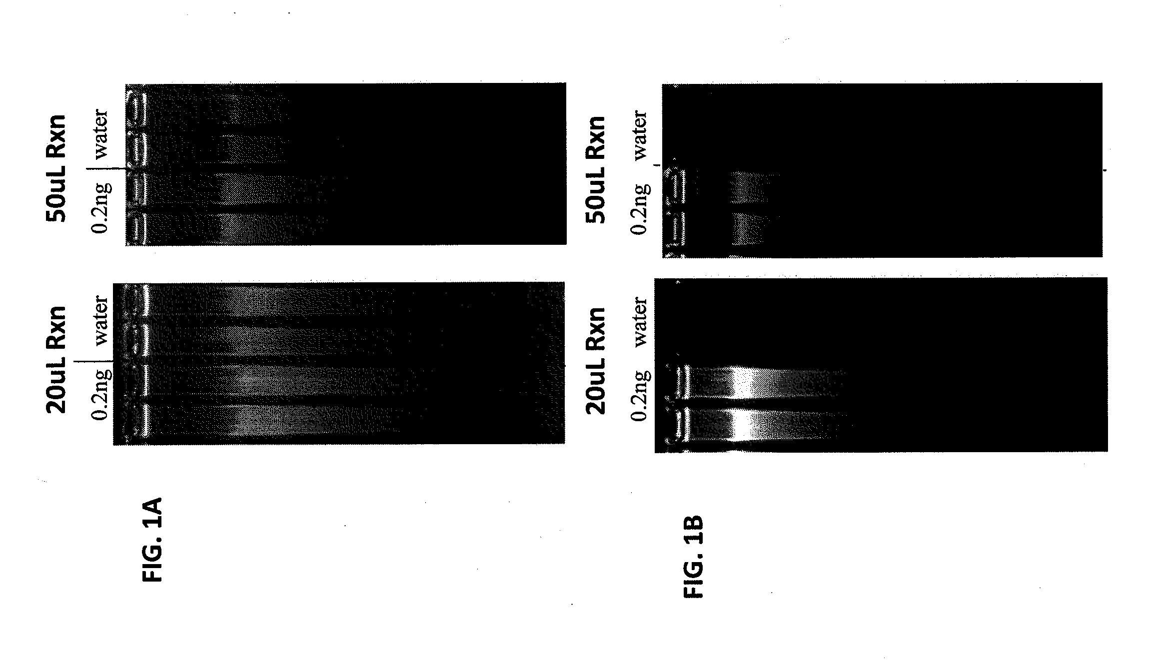 Methods and compositions for isothermal whole genome amplification