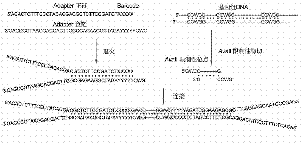 Genome simplification and next-generation sequencing-based deoxyribose nucleic acid (DNA) library preparation method and kit