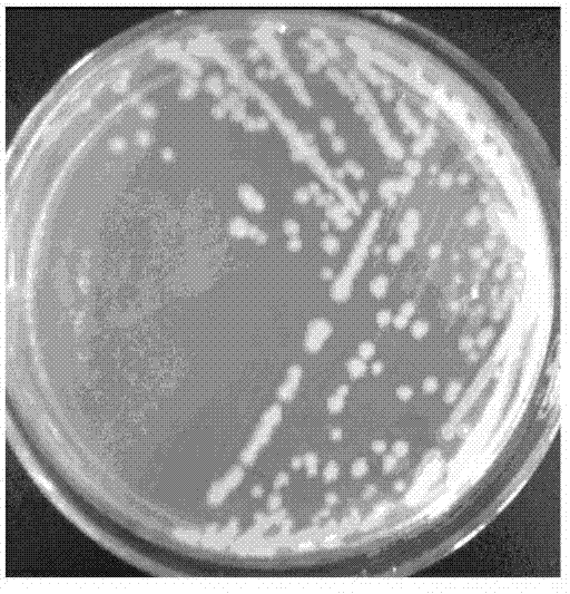 A kind of Bacillus s-2-6 and its antibacterial application