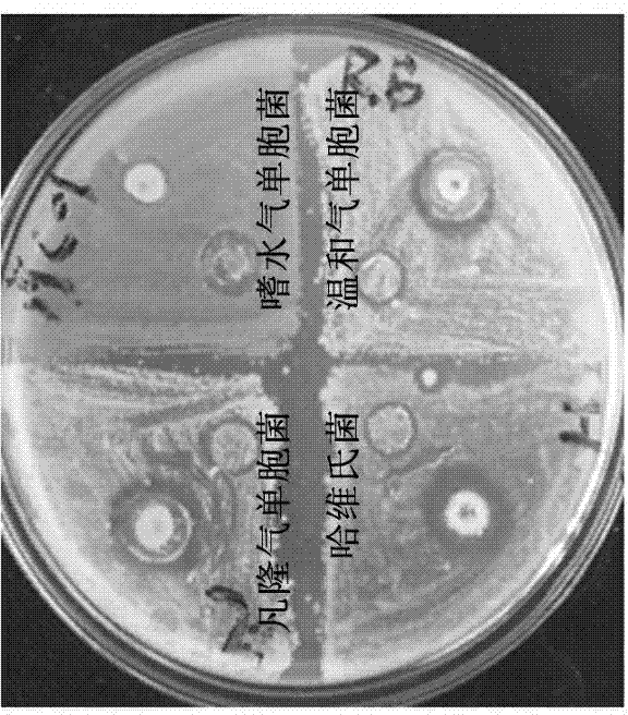 A kind of Bacillus s-2-6 and its antibacterial application