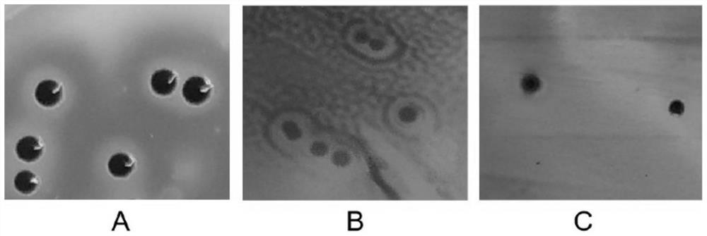 Staphylococcus aureus separation method for eliminating interference of food background miscellaneous bacteria