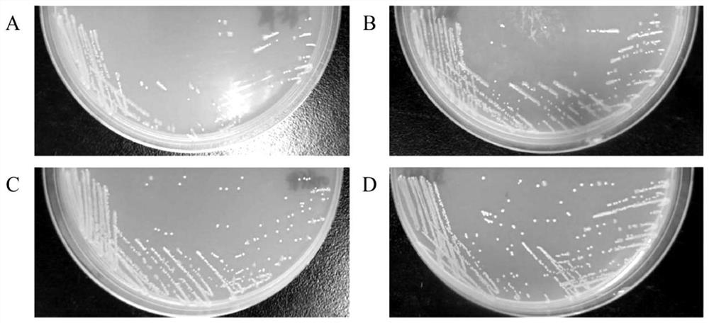 Staphylococcus aureus separation method for eliminating interference of food background miscellaneous bacteria