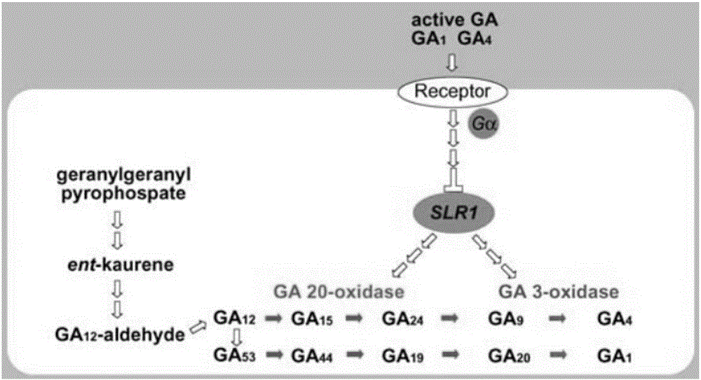 Application of gibberellin biosynthetic enzyme to acceleration of plant maturing