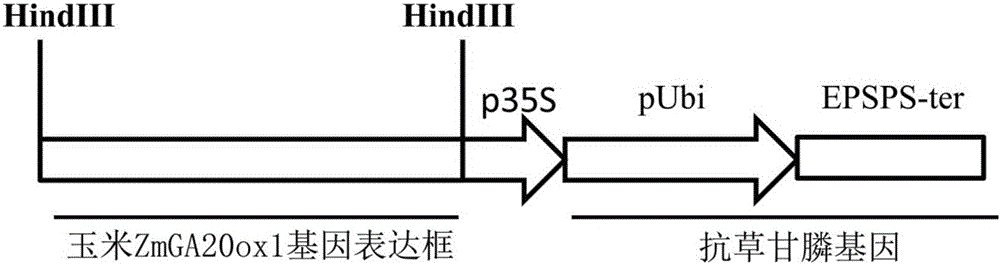 Application of gibberellin biosynthetic enzyme to acceleration of plant maturing