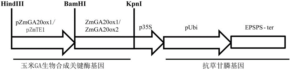 Application of gibberellin biosynthetic enzyme to acceleration of plant maturing