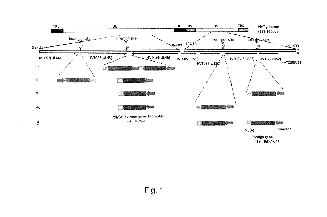 Multivalent recombinant avian herpes viruses and vaccines for immunizing avian species